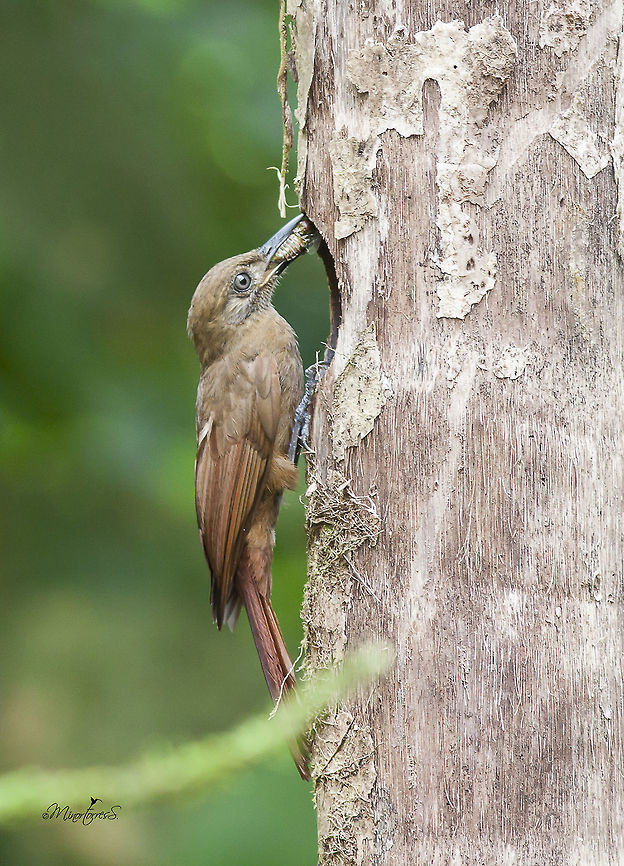 Dendrocincla fuliginosa  Dendrocincla fuliginosa,Plain-brown woodcreeper