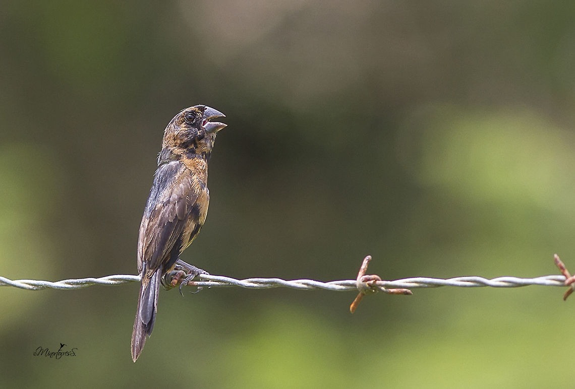 Sporophila nuttingi  Nicaraguan seed finch,Oryzoborus nuttingi