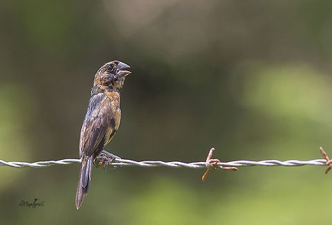 Sporophila nuttingi  Nicaraguan seed finch,Oryzoborus nuttingi