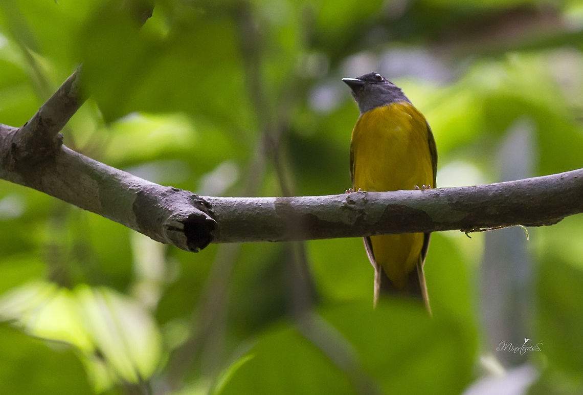 Eucometis penicillata  Eucometis penicillata,Grey-headed tanager