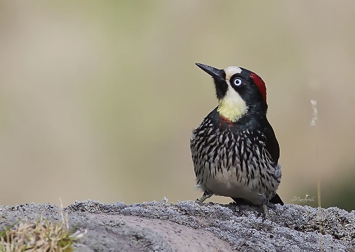 Melanerpes formicivorus  Acorn Woodpecker,Melanerpes formicivorus