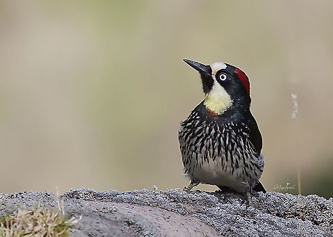 Melanerpes formicivorus  Acorn Woodpecker,Melanerpes formicivorus