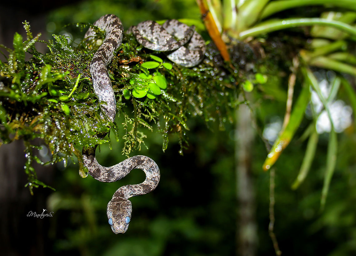 Sibon nebulatus They are found in a wide range of habitats, from the tropical dry forest to the very humid tropical. While the specimens in juvenile state are terrestrial, as adults they are arboreal.<br />
<br />
It should be mentioned that it is not poisonous and its main diet consists of snails, which thanks to special modifications in the jaws, hook to get them out of the shell.<br />
<br />
The color of the body varies from gray to brown with irregular dark brown cross bands. These crossed bands are bordered by fine irregular beige spots. The belly varies from white to beige, mottled with small dark brown tips. The labial scale on the upper lip behind the eye is enlarged. <br />
<br />
The individual in the photograph was almost blind temporarily due to the process of skin change, during which time he remains with a certain degree of vulnerability. Clouded snake,Sibon nebulatus