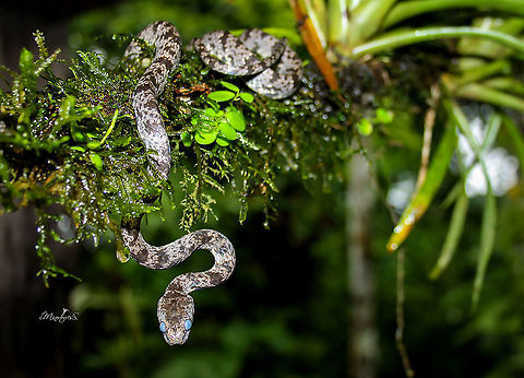 Sibon nebulatus They are found in a wide range of habitats, from the tropical dry forest to the very humid tropical. While the specimens in juvenile state are terrestrial, as adults they are arboreal.

It should be mentioned that it is not poisonous and its main diet consists of snails, which thanks to special modifications in the jaws, hook to get them out of the shell.

The color of the body varies from gray to brown with irregular dark brown cross bands. These crossed bands are bordered by fine irregular beige spots. The belly varies from white to beige, mottled with small dark brown tips. The labial scale on the upper lip behind the eye is enlarged. 

The individual in the photograph was almost blind temporarily due to the process of skin change, during which time he remains with a certain degree of vulnerability. Clouded snake,Sibon nebulatus