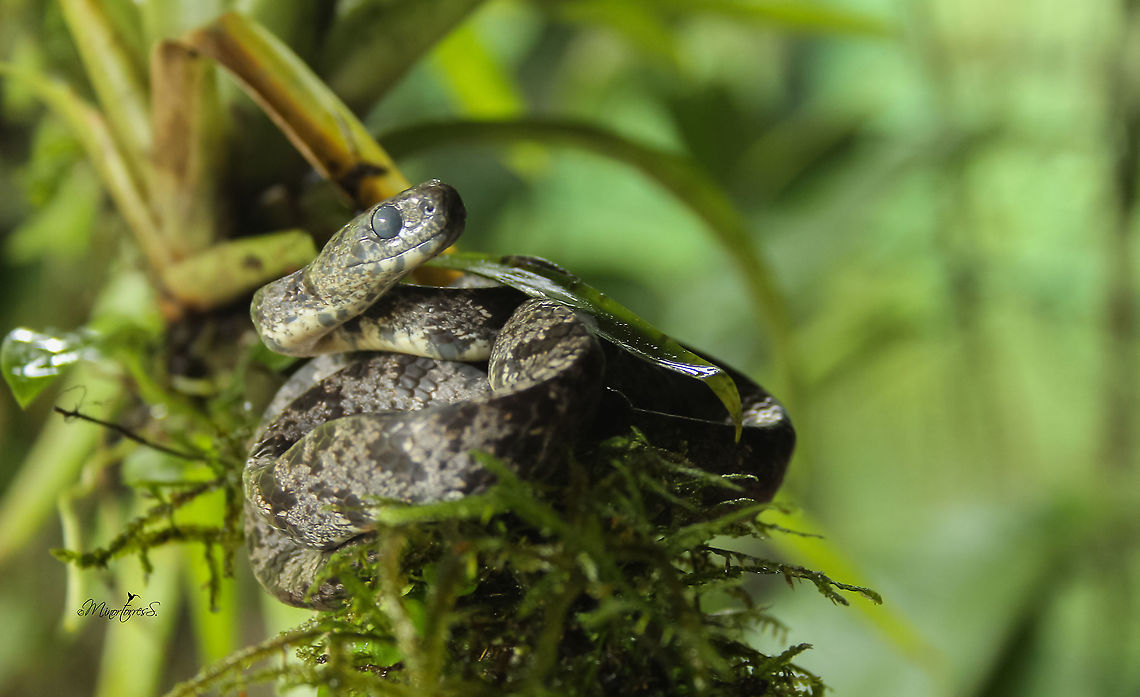 Sibon nebulatus This individual has almost blind while it was changing this skin Clouded snake,Sibon nebulatus