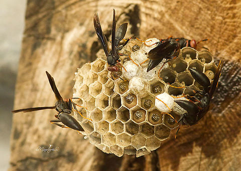 Polistes erythrocephalus  Polistes erythrocephalus