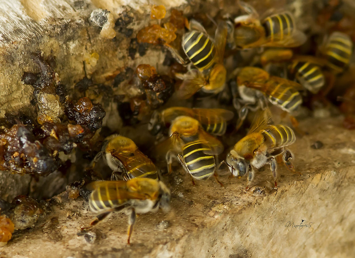 Melipona fasciata  Melipona fasciata