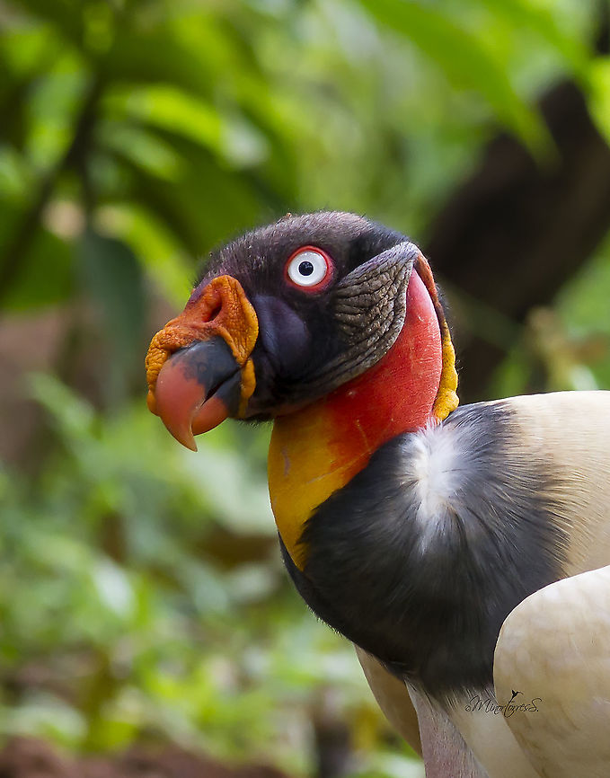 Sarcoramphus papa  King Vulture,Sarcoramphus papa