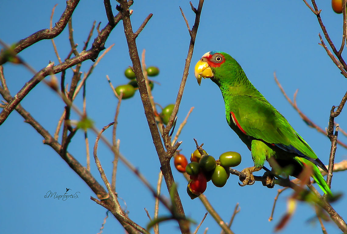 Amazona albifrons  Amazona albifrons,White-fronted amazon