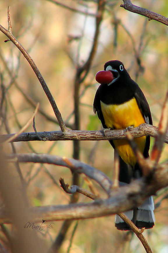Trogon melanocephalus  Black-headed trogon,Trogon melanocephalus