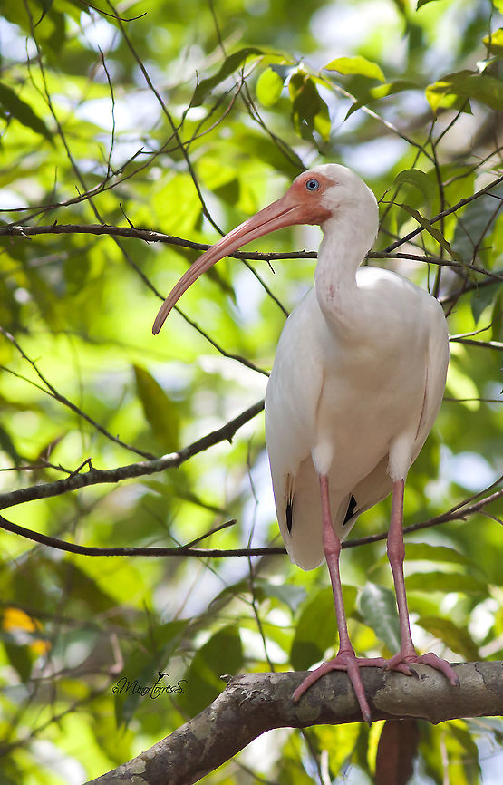Eudocumus albus  American White Ibis,Eudocimus albus
