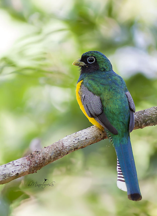 Trogon rufus  Black-throated trogon,Trogon rufus