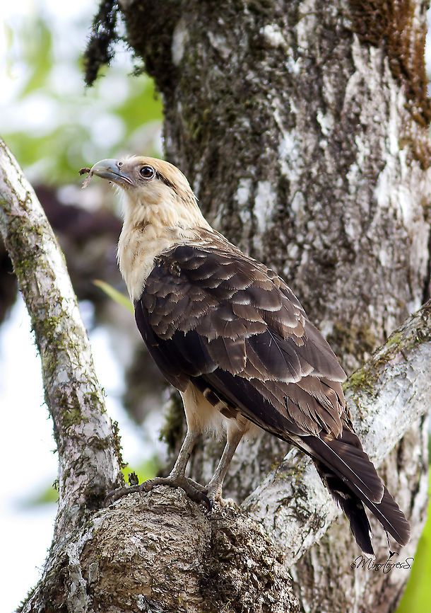 Milvago chimachima  Milvago chimachima,Yellow-headed caracara
