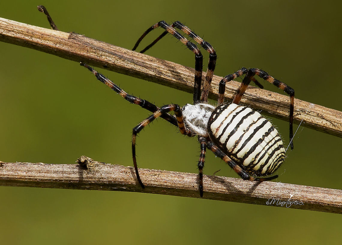 Argiope trifasciata  Argiope trifasciata