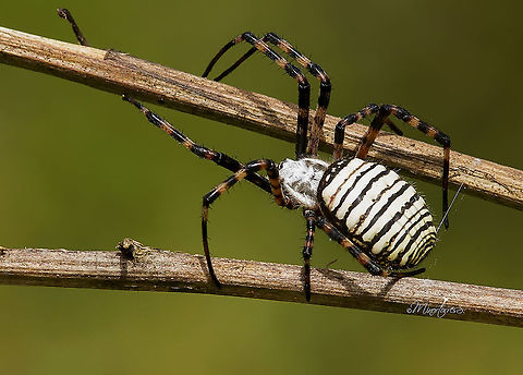 Argiope trifasciata  Argiope trifasciata