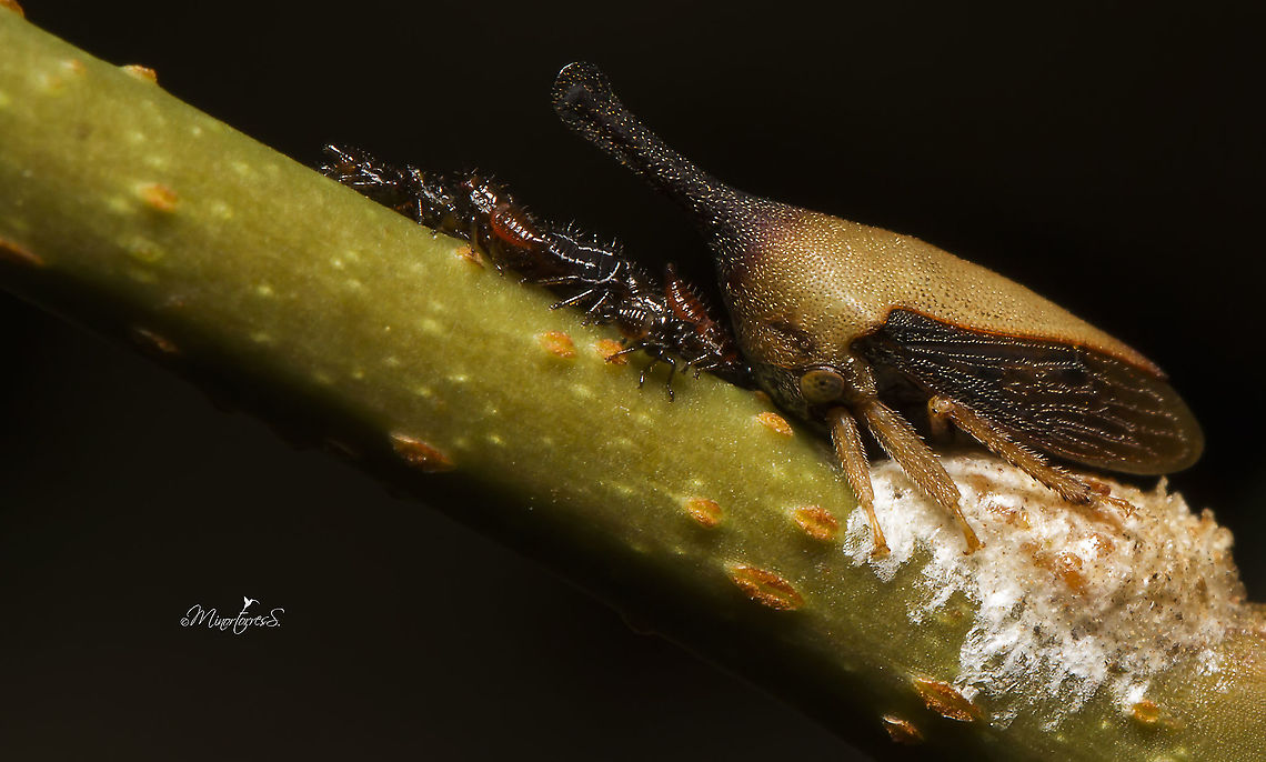 Guayaquila cf. gracilicornis  Guayaquila gracilicornis