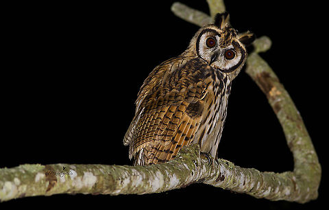 Pseudoscops clamator  Pseudoscops clamator,Striped owl