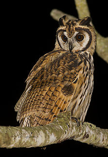 Pseudoscops clamator  Pseudoscops clamator,Striped owl