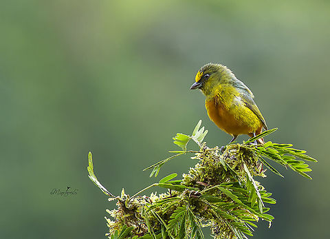 Euphonia gouldi Male of the species is shown Euphonia gouldi,Olive-backed euphonia