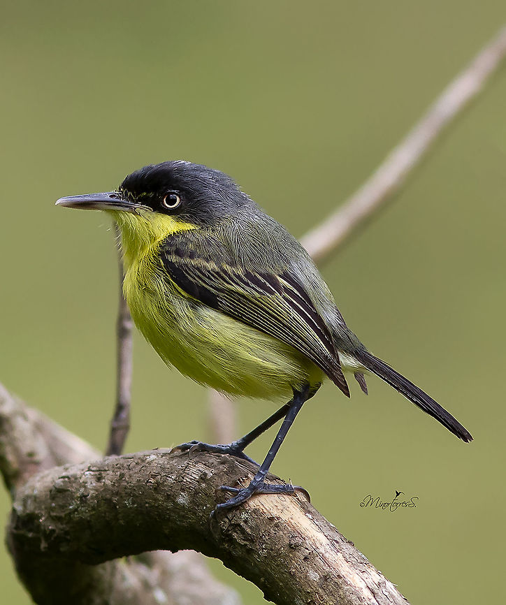 Todirostrum nigriceps  Black-headed tody-flycatcher,Todirostrum nigriceps