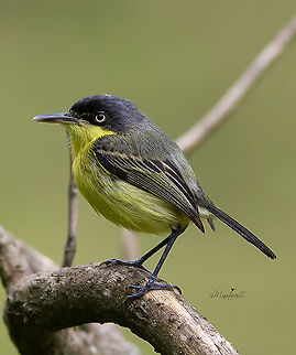 Todirostrum nigriceps  Black-headed tody-flycatcher,Todirostrum nigriceps
