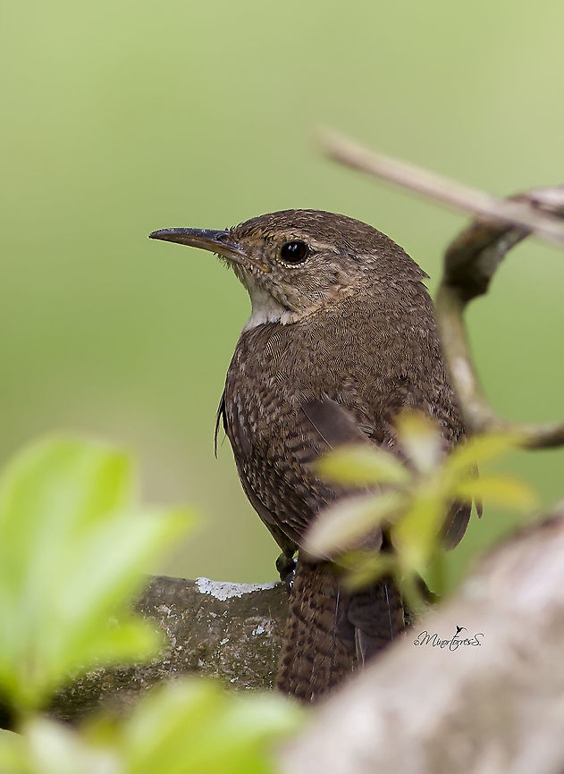 Troglodytes aedon  House wren,Troglodytes aedon