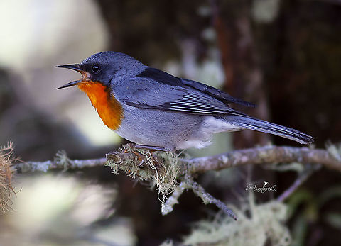 Oreothlypis guturalis  Flame-throated warbler,Oreothlypis gutturalis