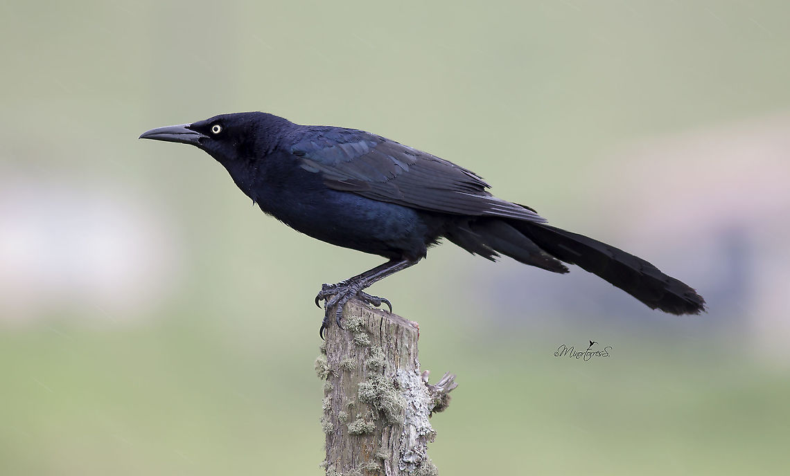 Quiscalus mexicanus  Great-tailed Grackle,Quiscalus mexicanus