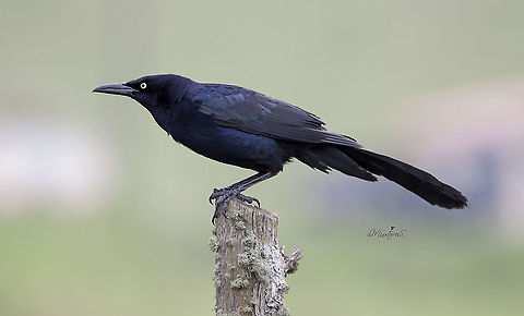 Quiscalus mexicanus  Great-tailed Grackle,Quiscalus mexicanus