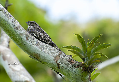 Chordeiles minor  Chordeiles minor,Common nighthawk