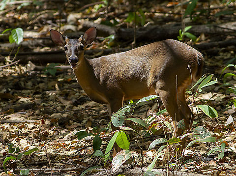 Odocoileus virginianus  Odocoileus virginianus,White-tailed deer