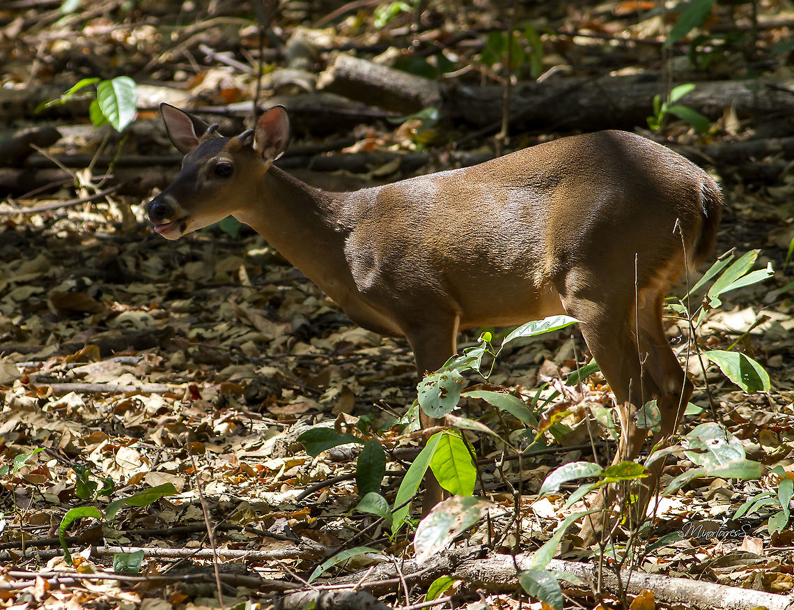 Odocoileus virginianus  Odocoileus virginianus,White-tailed deer