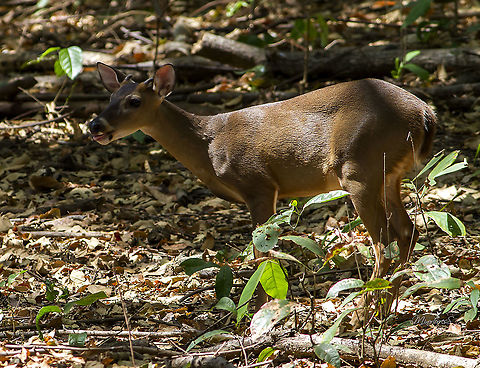 Odocoileus virginianus  Odocoileus virginianus,White-tailed deer