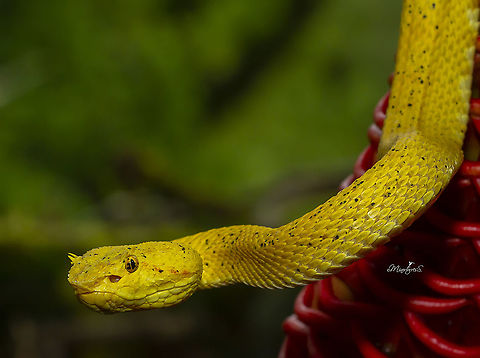 Bothriechis schlegelii  Bothriechis schlegelii,Eyelash viper