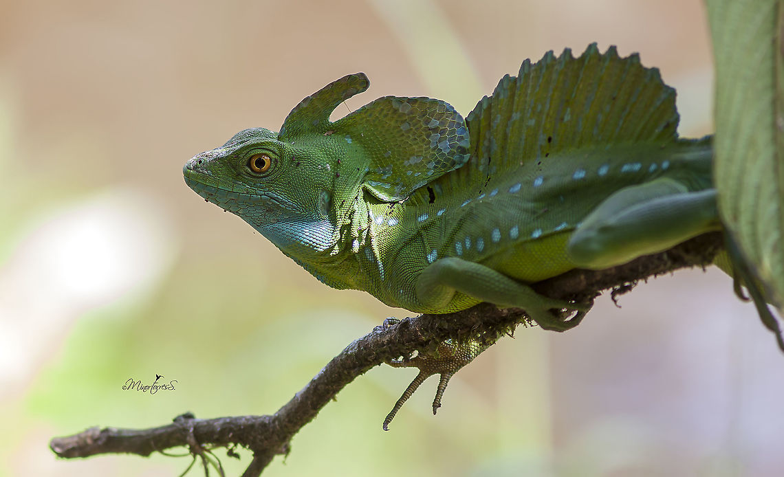 Basiliscus plumifrons  Basiliscus plumifrons,Plumed basilisk