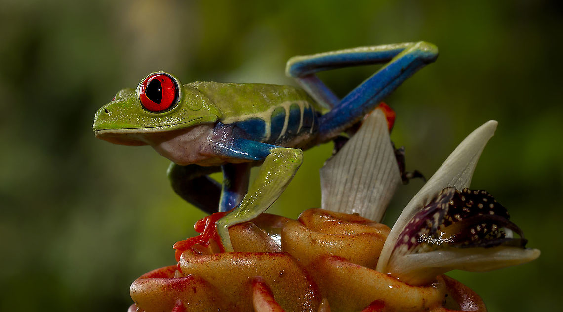 Agalychnis callidryas  Agalychnis callidryas,Red-eyed tree frog