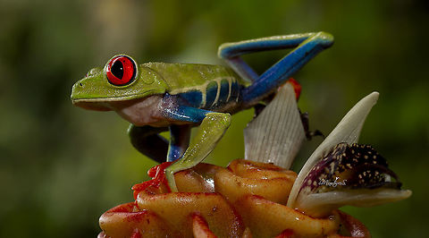 Agalychnis callidryas  Agalychnis callidryas,Red-eyed tree frog