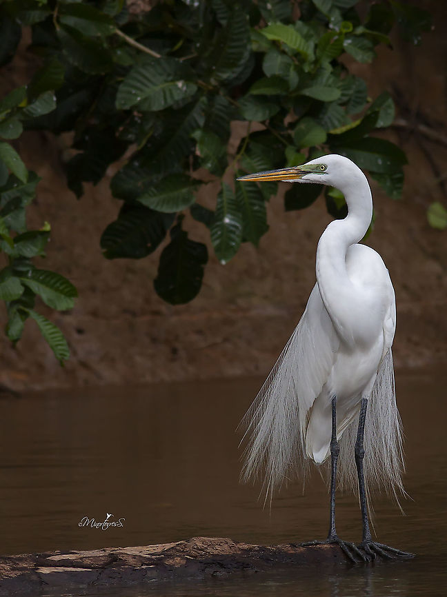 Ardea alba  Ardea alba,Great egret