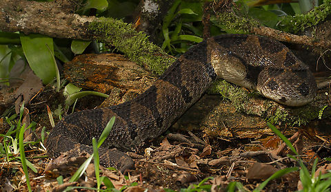 Central American jumping pitviper
