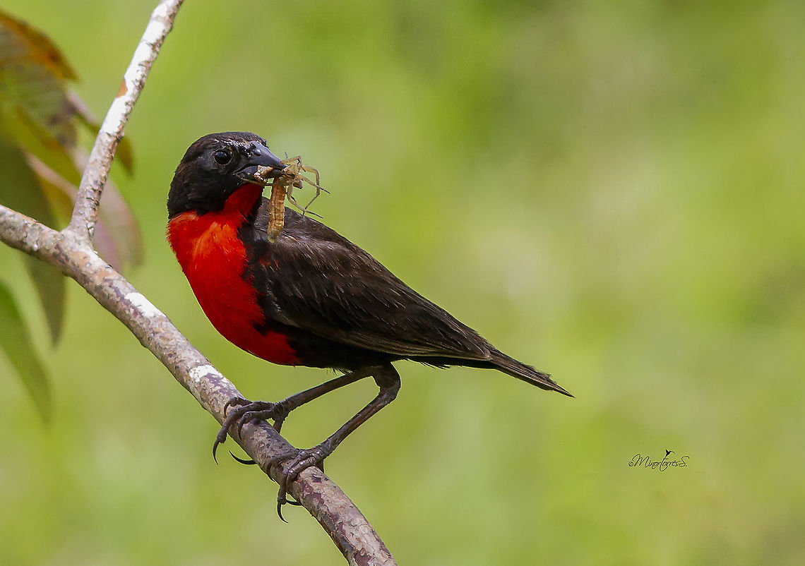 Leistes militaris  Red-breasted blackbird,Sturnella militaris
