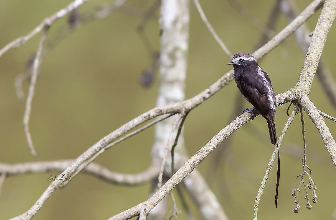 Colonia colonus  Colonia colonus,Long-tailed tyrant