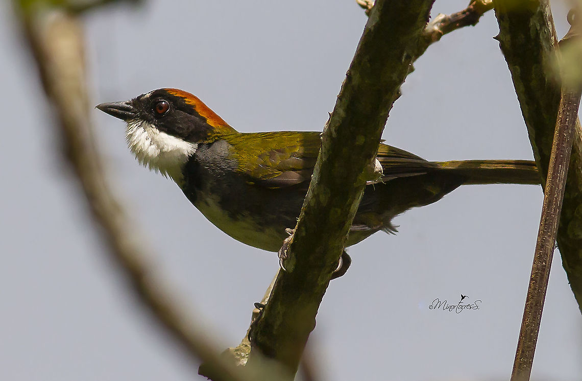 Arremon brunneinucha  Arremon brunneinucha,Chestnut-capped brush finch