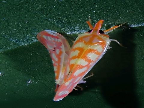 Happy Valentine's Day! A mating pair of Derbid Planthopper, family Derbidae, possibly from the genus Nicerta forming a heart-shape.
This brightly coloured Derbid Planthoppers are tiny in size, around 6-8 mm.
Not much info is known about them, yet except they are gorgeous!

Photographed at regular angle :

https://www.jungledragon.com/image/108954/ill_lie_down_for_you.html Derbid Planthopper,Derbidae,Hopper,Malaysia,Nicerta,Penang,Planthopper