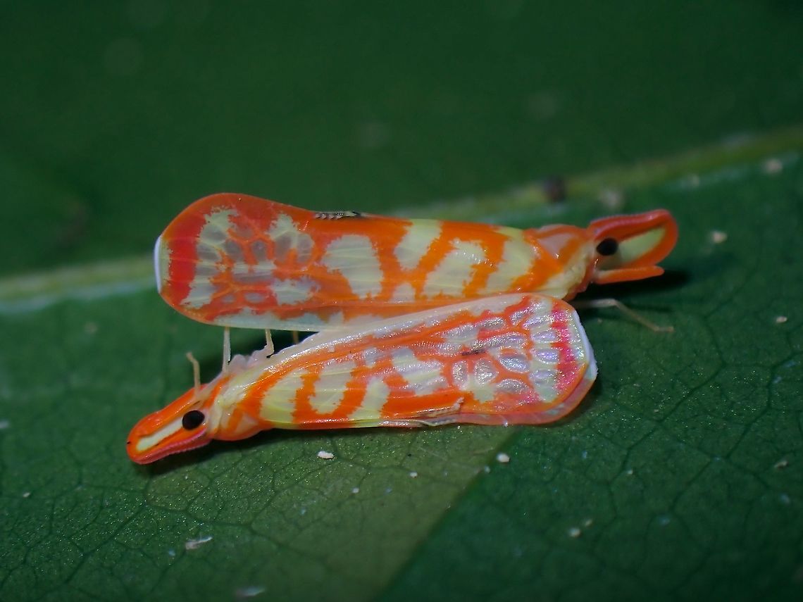 I'll lie down for you! A mating pair of Derbid Planthopper, possibly from the genus Nicerta.<br />
Planthoppers/Leafhoppers of different species have different mating positions, this is interesting documentation of them. Derbid Planthopper,Derbidae,Hopper,Malaysia,Nicerta,Penang,Planthopper
