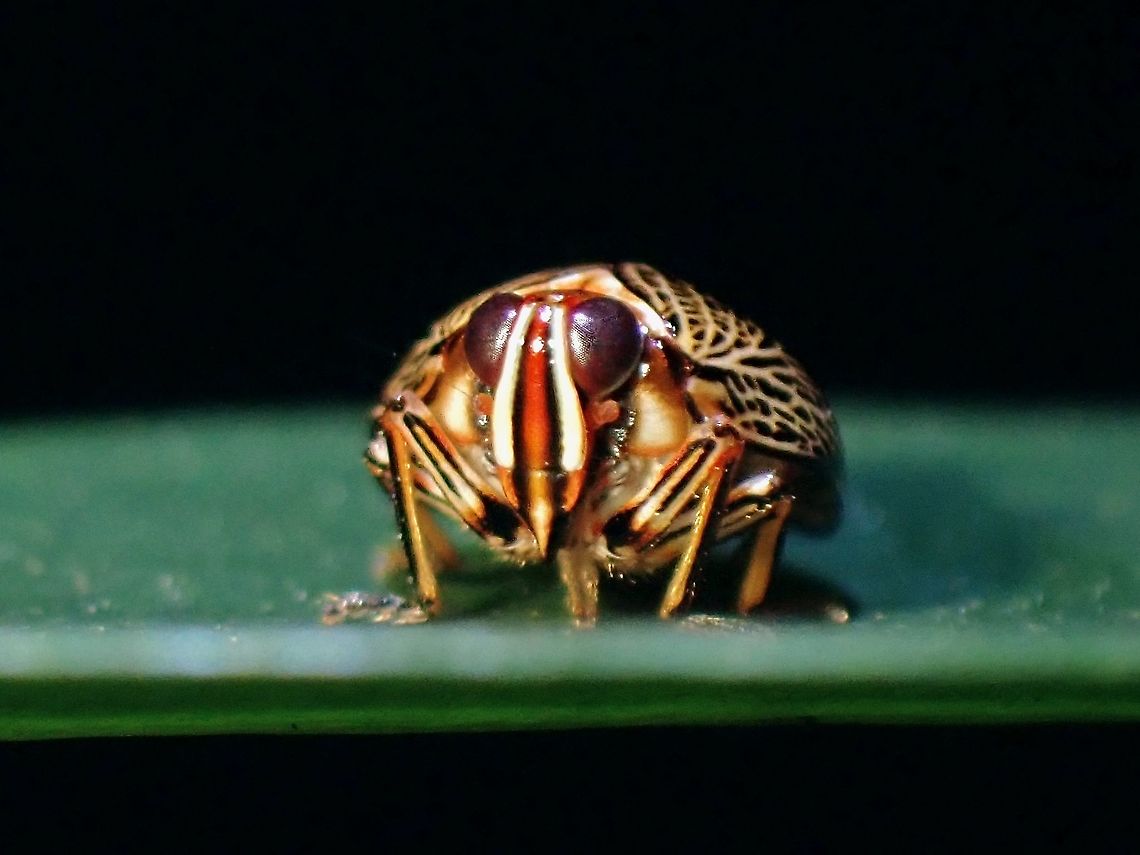Issid Planthopper - Gergithus sp. An Issid Planthopper from the genus Gergithus, small in size around 5-6 mm.<br />
<br />
2 new species of Issid Planthopper from the Genus Gergithus was officially described earlier this month (09 April 2021), one species from Thailand and another from Borneo. The one from Thailand; Gergithus dayi looks very similar to this Observation, morphologically but was told/reminded that it is not possible to verify with certainty that it is of the same species through photos unless through close-up inspection of the male genitalia. A similar looking species from China, Gergithus frontilongus was described in 2017.<br />
<br />
Gergithus frontilongus from China :<br />
<a href="https://www.researchgate.net/figure/Gergithus-frontilongus-sp-nov-A-Habitus-dorsal-view-B-Habitus-lateral-view-C_fig2_315064482" rel="nofollow">https://www.researchgate.net/figure/Gergithus-frontilongus-sp-nov-A-Habitus-dorsal-view-B-Habitus-lateral-view-C_fig2_315064482</a><br />
<br />
Gergithus dayi from Thailand :<br />
<a href="https://www.researchgate.net/figure/Gergithus-dayi-sp-nov-paratype-from-Ranong-Province-RBINS-A-habitus-dorsal_fig1_350823848" rel="nofollow">https://www.researchgate.net/figure/Gergithus-dayi-sp-nov-paratype-from-Ranong-Province-RBINS-A-habitus-dorsal_fig1_350823848</a> Gergithus,Gergithus sp,Hopper,Issid Planthopper,Malaysia,Penang,Planthopper