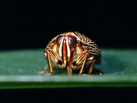 Issid Planthopper - Gergithus sp. An Issid Planthopper from the genus Gergithus, small in size around 5-6 mm.

2 new species of Issid Planthopper from the Genus Gergithus was officially described earlier this month (09 April 2021), one species from Thailand and another from Borneo. The one from Thailand; Gergithus dayi looks very similar to this Observation, morphologically but was told/reminded that it is not possible to verify with certainty that it is of the same species through photos unless through close-up inspection of the male genitalia. A similar looking species from China, Gergithus frontilongus was described in 2017.

Gergithus frontilongus from China :
https://www.researchgate.net/figure/Gergithus-frontilongus-sp-nov-A-Habitus-dorsal-view-B-Habitus-lateral-view-C_fig2_315064482

Gergithus dayi from Thailand :
https://www.researchgate.net/figure/Gergithus-dayi-sp-nov-paratype-from-Ranong-Province-RBINS-A-habitus-dorsal_fig1_350823848 Gergithus,Gergithus sp,Hopper,Issid Planthopper,Malaysia,Penang,Planthopper
