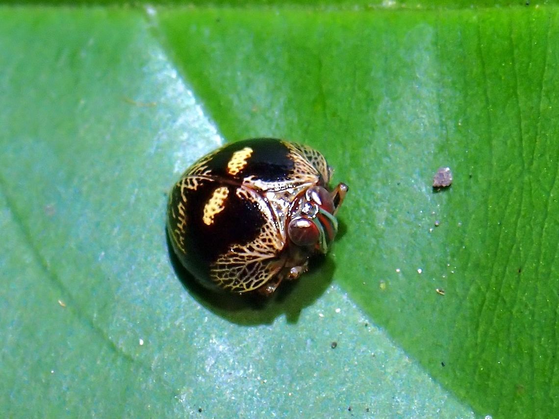 Issid Planthopper - Gergithus sp. An Issid Planthopper from the genus Gergithus, small in size around 5-6 mm.<br />
<br />
2 new species of Issid Planthopper from the Genus Gergithus was officially described earlier this month (09 April 2021), one species from Thailand and another from Borneo. The one from Thailand; Gergithus dayi looks very similar to this Spotting, morphologically but was told/reminded that it is not possible to verify with certainty that it is of the same species through photos unless close-up inspection of the male genitalia. A similar looking species from China, Gergithus frontilongus was described in 2017. Gergithus,Gergithus sp.,Hopper,Issid Planthopper,Malaysia,Penang,Planthopper