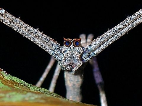 I'm an Owl! Huge and gorgeous eyes of an Ogre-faced Spider/Net Casting Spider from the genus Asianopis.

Picture of the whole Spider :

https://www.jungledragon.com/image/112828/ogre-faced_spidernet_casting_spider.html Malaysia,Net Casting Spider,Ogre-faced Spider,Penang,Spider
