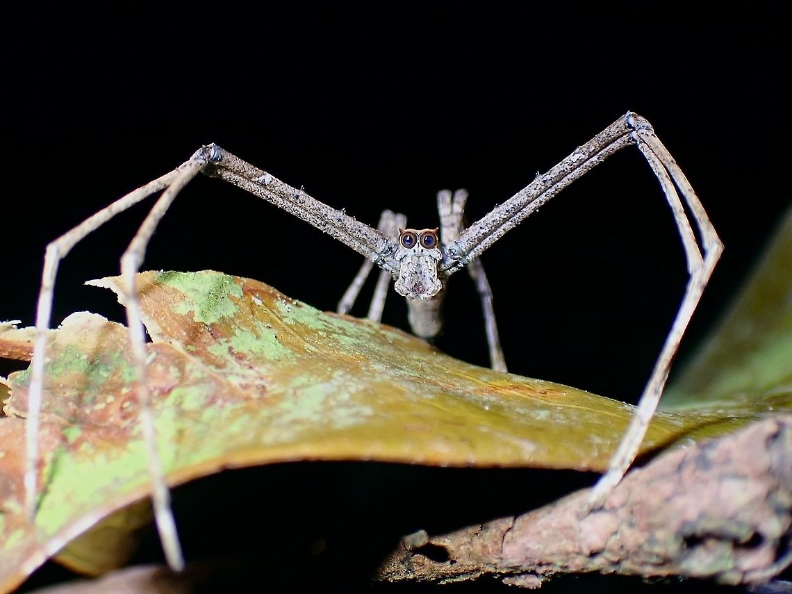 Ogre-faced Spider/Net Casting Spider Close-up of the huge gorgeous eyes :<br />
<br />
<figure class="photo"><a href="https://www.jungledragon.com/image/112827/im_an_owl.html" title="I&#039;m an Owl!"><img src="https://s3.amazonaws.com/media.jungledragon.com/images/2994/112827_thumb.jpeg?AWSAccessKeyId=05GMT0V3GWVNE7GGM1R2&Expires=1759968010&Signature=Up5sV4DN3FT3JR6g%2BkDPonOvt0Y%3D" width="200" height="150" alt="I&#039;m an Owl! Huge and gorgeous eyes of an Ogre-faced Spider/Net Casting Spider from the genus Asianopis.<br />
<br />
Picture of the whole Spider :<br />
<br />
https://www.jungledragon.com/image/112828/ogre-faced_spidernet_casting_spider.html Malaysia,Net Casting Spider,Ogre-faced Spider,Penang,Spider" /></a></figure> Malaysia,Net Casting Spider,Ogre-faced Spider,Penang,Spider