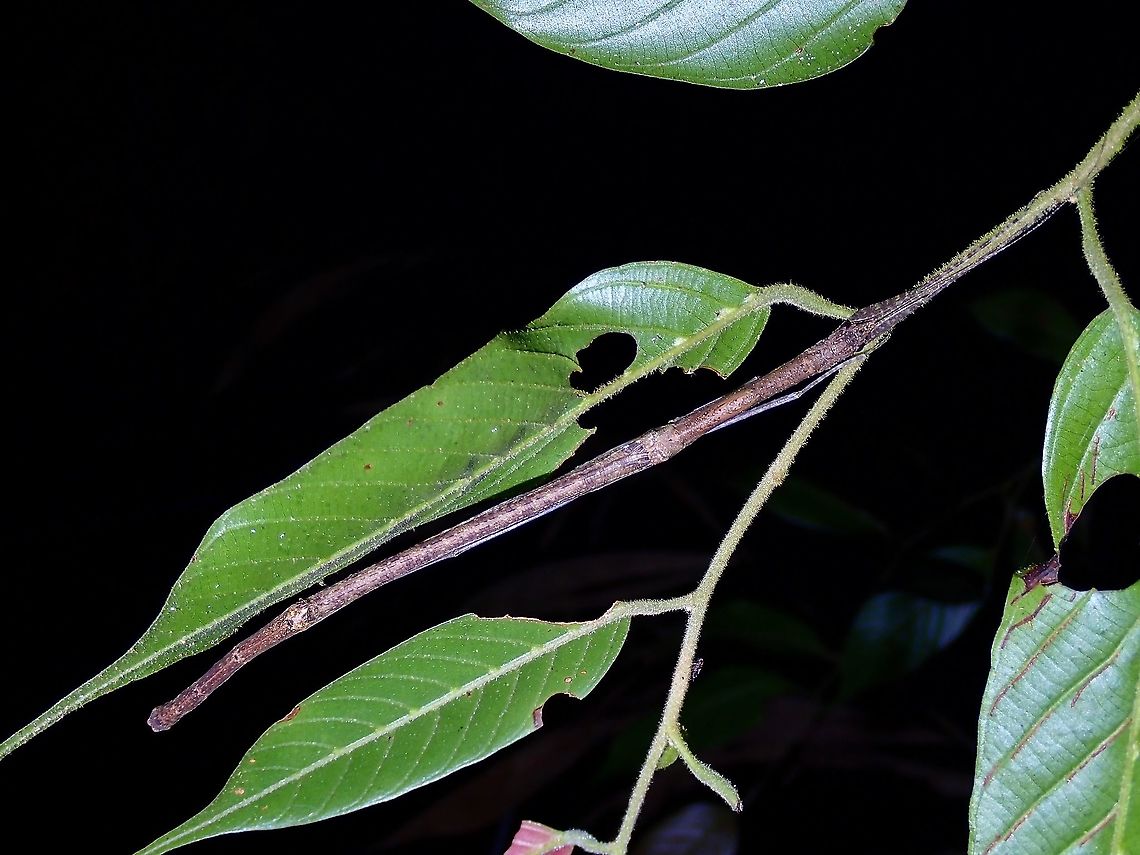 Just a Stick Female Phasmid of the species Planososibia brocki.  This species was originally described in the year 2000 as Sosibia brocki after Paul brock, an expert in Phasmid studies with at least 5 species of Phasmids named after him and also a genus of Phasmid named after him.  The genus was subsequently revised to Planososibia in 2016. Malaysia,Penang,Phasmatodea,Phasmid,Phasmida,Planososibia brocki,Stick Insect
